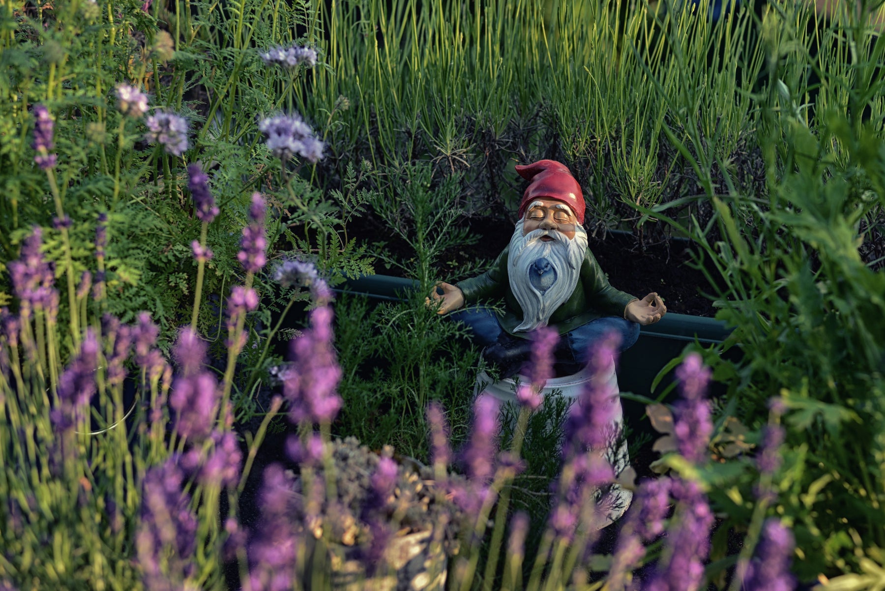 Gnome statue meditating in a garden with long green grass in the background and purple wildflowers in foreground